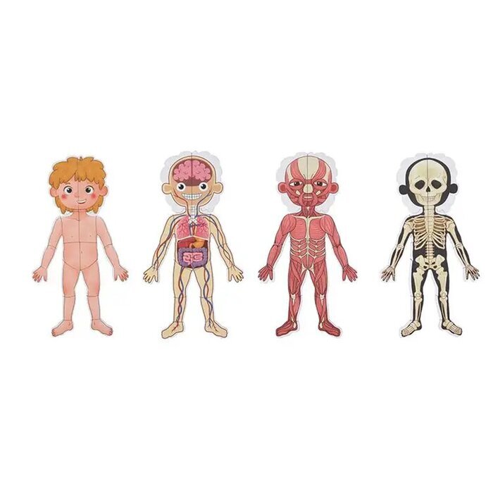 Tooky Toy Co Body Magnetic Chart 30x40x1cm